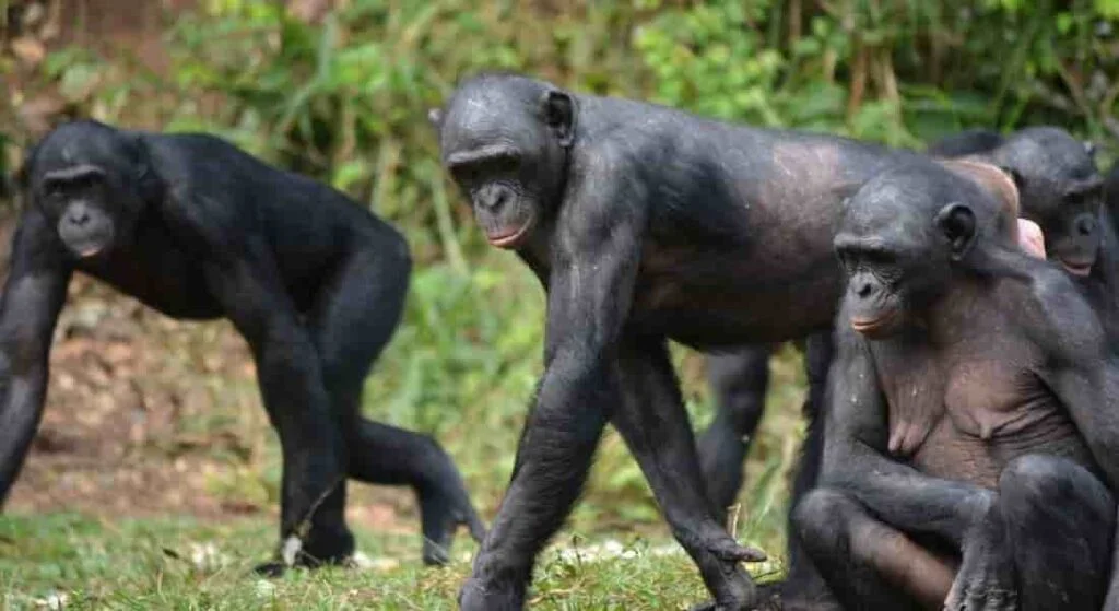 bonobo walking before walking invented